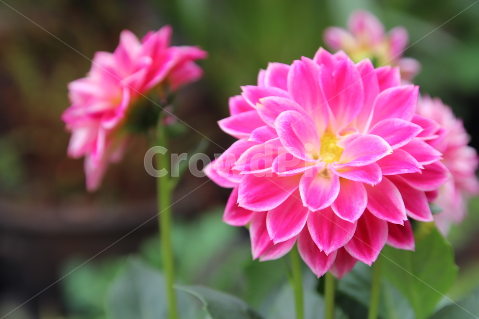 spring flowers,purple flower,nature,affix,flower