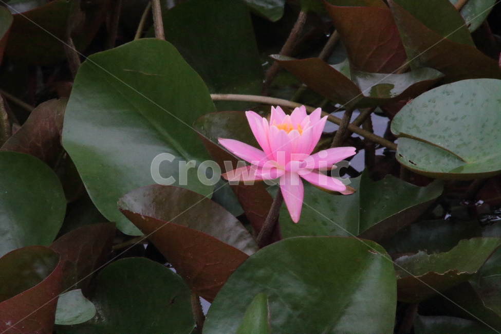 연,수련,꽃,식물,waterlily,식물,자연,plants,nature,꽃,flower