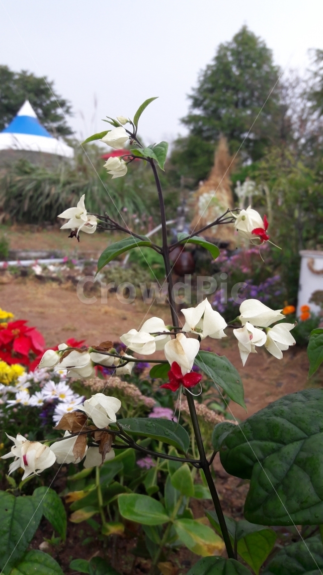 꽃,흰색,빨강,초록,흐림,식물,자연,plants,nature,꽃,flower