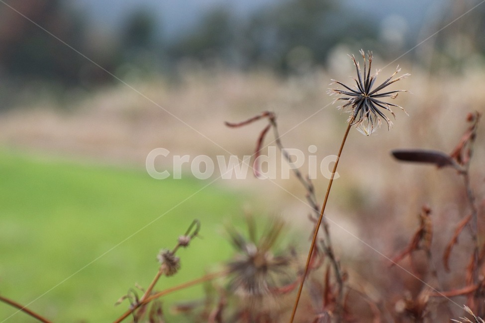 plant,식물,잔디,꽃,flower,식물,자연,plants,nature