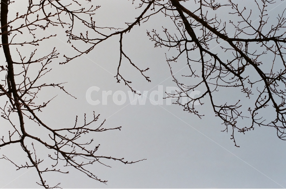 겨울,나뭇가지,나무,식물,길가,자연풍경,감성,감정,landscape,feeling,emotion,겨울,계절,winter,season,식물,자연,plants,nature,나무,trees,wood,감성,sensible,feeling