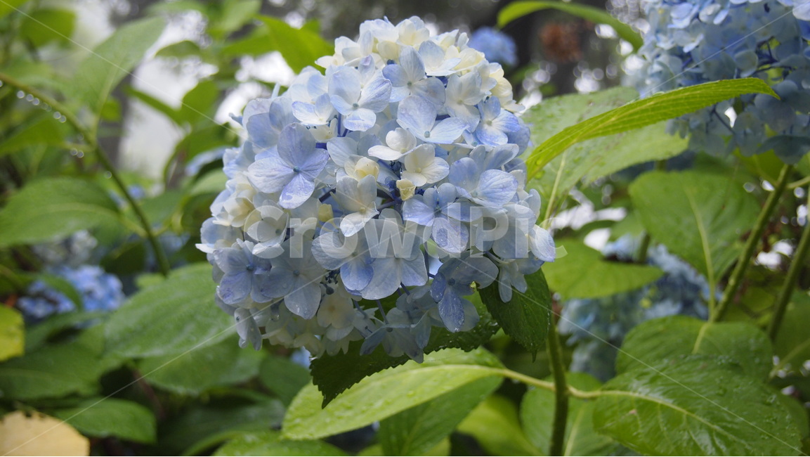 수국,카멜리아힐,까멜리아힐,파란꽃,하늘색꽃,식물,자연,plants,nature,꽃,flower