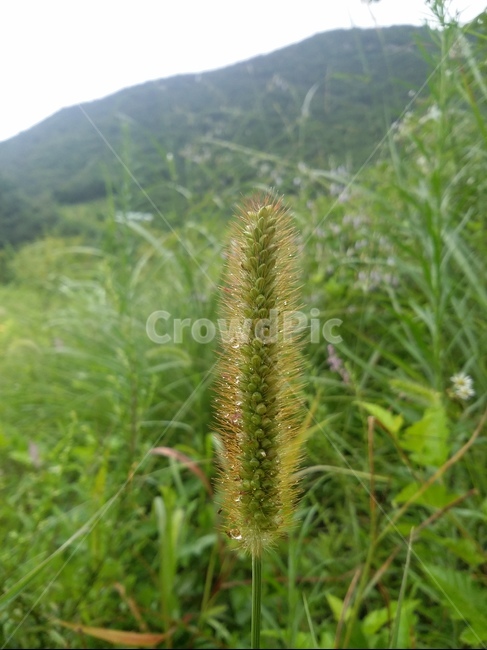 plant,식물,자연,풀,강아지풀,식물,자연,plants,nature