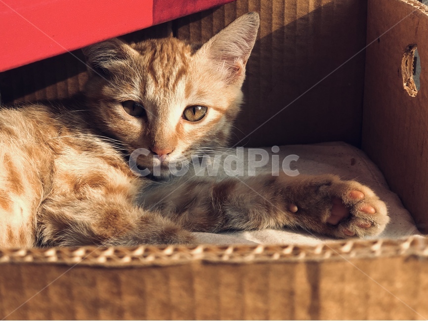 길고양이,고양이,새끼고양이,빈티지,동물,cat,동물,animal,포유류,mammal,고양이,cat,kitten,kitty