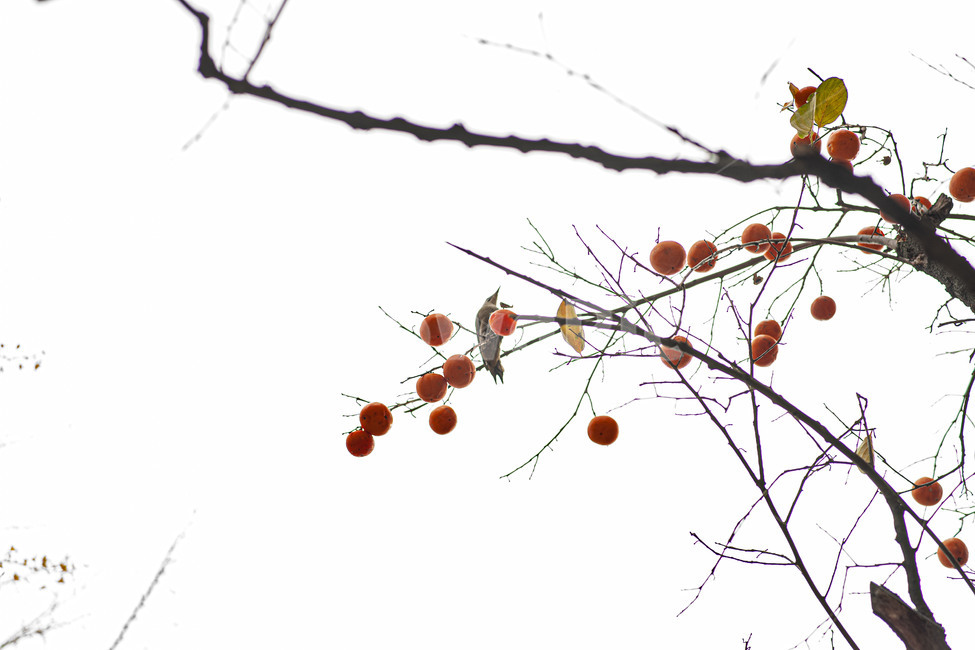 가을,감나무,새,감,열매,나무,가을,계절,fall,autumn,season