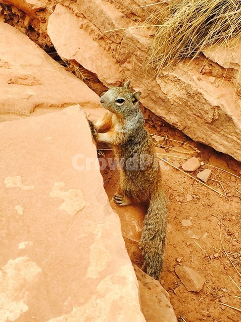 다람쥐,동물,야생동물,자연,animal,동물,animal,포유류,mammal
