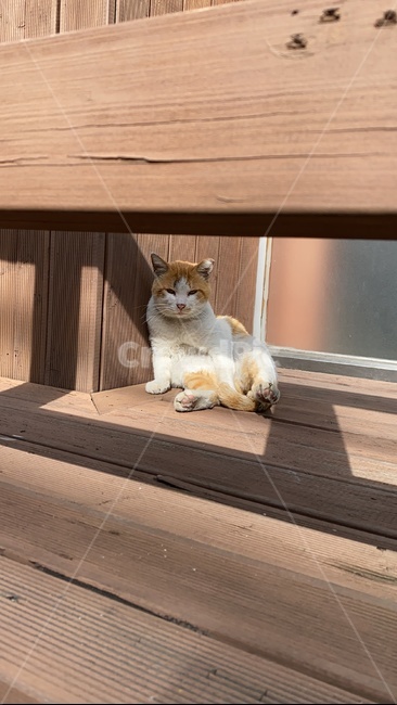 wood,나무,합판,고양이,cat,길고양이,pet,애완동물,동물,animal
