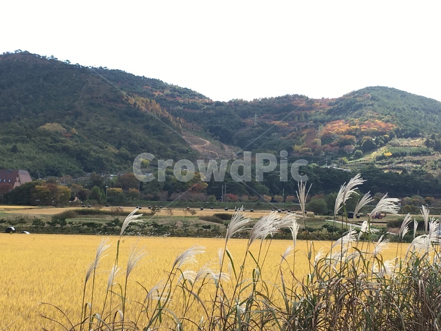 가을,낙엽,풍경,논,벼,수확,황금들녘,갈대,산,시골,마을,풍경,landscape,country,rural,town