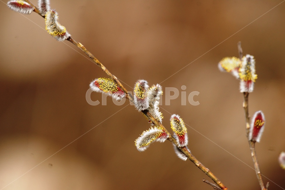 plant,식물,버들강아지,봄,전령사,식물,자연,plants,nature