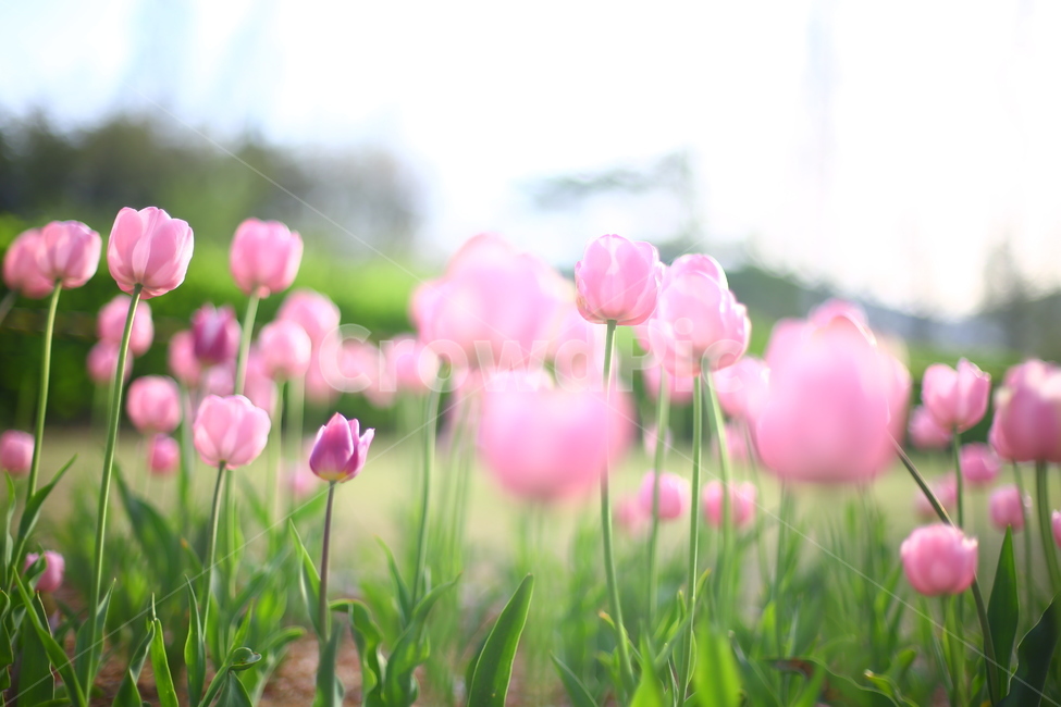 봄,꽃,튤립,연지공원,햇살,꽃말,봄,계절,spring,season,식물,자연,plants,nature,꽃,flower,감성,sensible,feeling,휴식,힐링,rest,relaxation,healing,plant