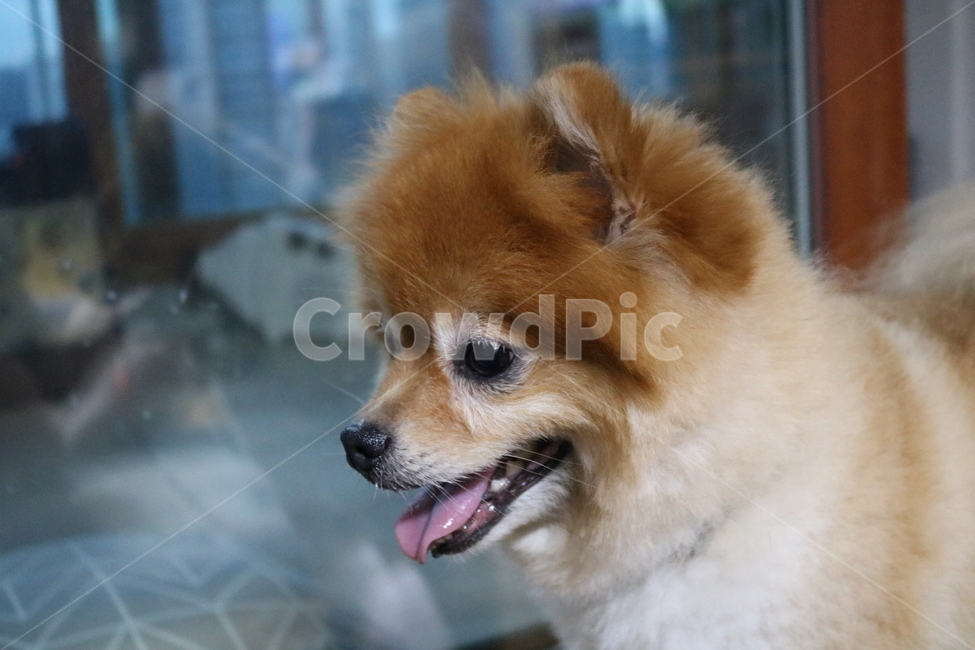 강아지,포메라니안,dog,puppy,곰돌이컷,포메라이언,adog,cute,adorable,active,animal,play,playwithdog,pomeranian,귀여운,사랑스러운,개,활기찬,행복한,동물,반려견,포유류,mammal,doggy,동물,animal,포유류,mammal,개,강아지,dog,doggy