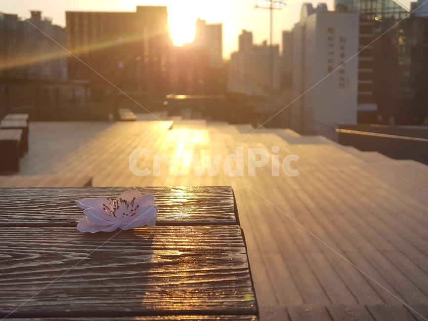 노을,벚꽃,애잔,가련,저녁