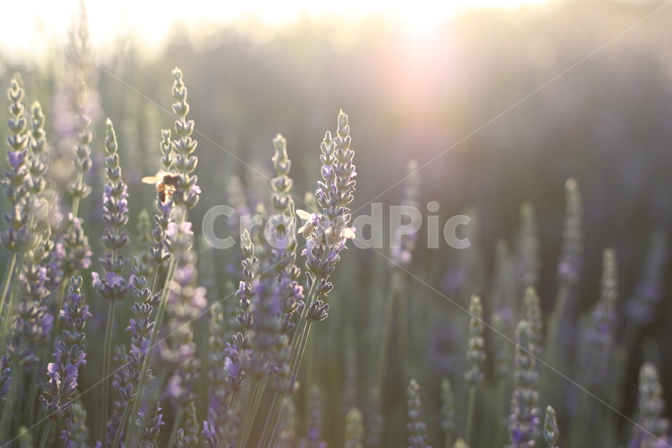 라벤더,꿀벌,보라색,감성,꽃,식물,자연,plants,nature,꽃,flower
