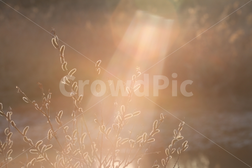 감성,감성사진,빛,햇살,꽃봉오리,봄,식물,식물,자연,plants,nature,감성,sensible,feeling,휴식,힐링,rest,relaxation,healing