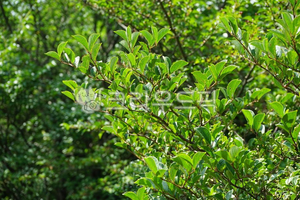 Japanese maple,Jeju Island,1100m high,plant,tree,painting material,serrated leaves,garden tree