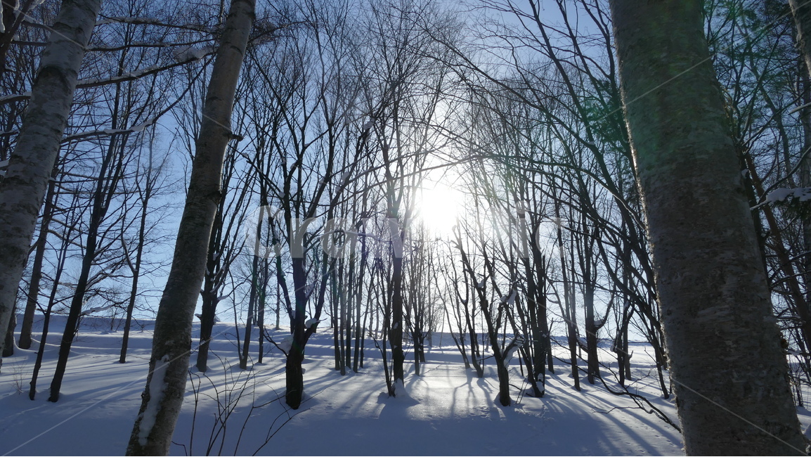해외여행,일본여행,자작나무,자연풍경,자연,겨울,계절,winter,season,자연,풍경,nature,landscape,식물,plants,나무,trees,wood,flare,플레어,light,빛,tree,plant,outdoors,옥외