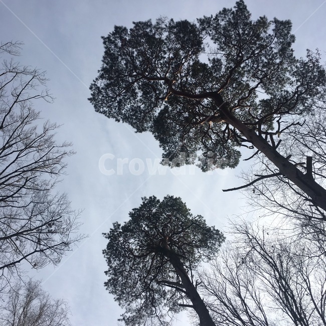 tree,나무,plant,식물,treetrunk,나무줄기,나무,trees,wood