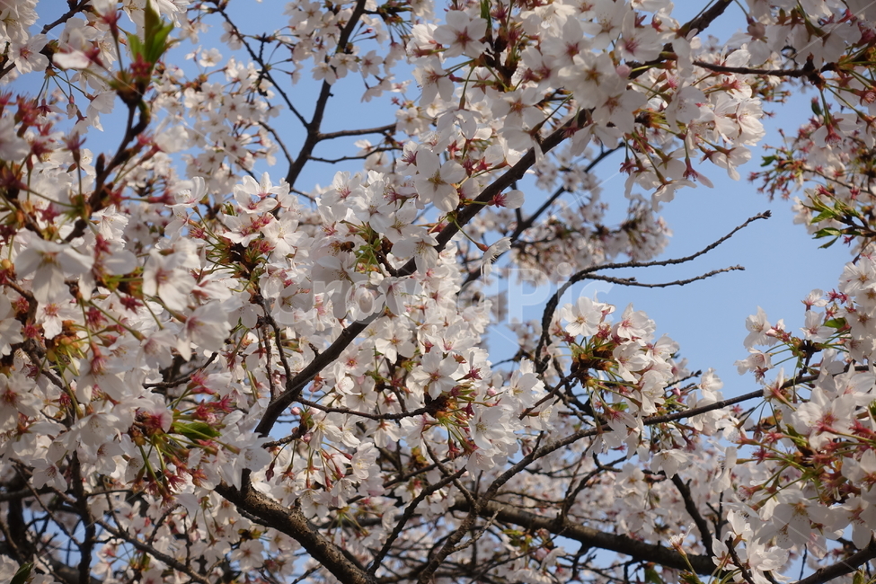 벚꽃,봄꽃,봄,하얀벚꽃,cherryblossom,봄,계절,spring,season,식물,자연,plants,nature,꽃,flower,plant,blossom,cherry blossom