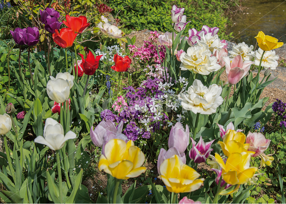 꽃밭,봄꽃,알록달록,봄,정원,가든,가드닝,식물,garden,gardening,flower,spring,식물,자연,plants,nature,꽃,flower