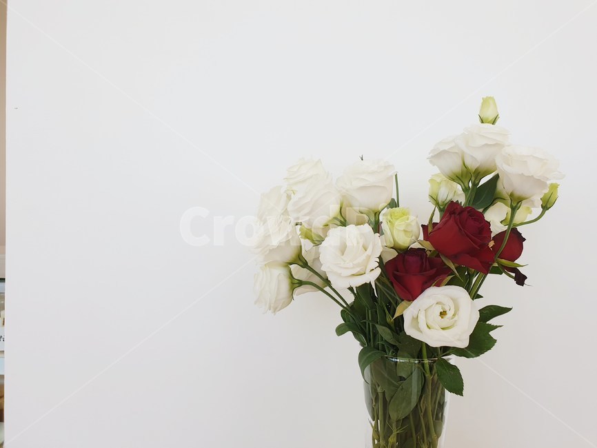 식물,plant,꽃,꽃병,인테리어,분위기,조화,생화,꽃,flower,실내용화초,화분,화초,house plant