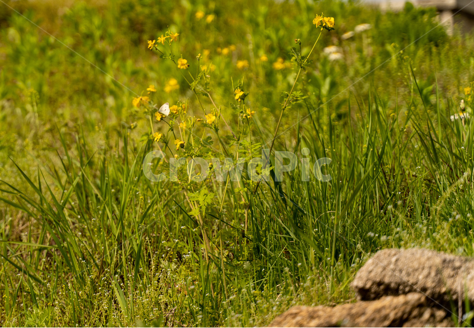 자연,nature,봄,나비,spring,butterfly