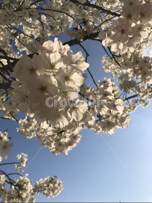 봄,벚꽃,하늘,나무가지,벚나무,봄,계절,spring,season,식물,자연,plants,nature,꽃,flower,plant,blossom