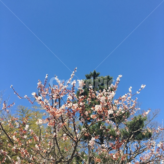 봄,파란하늘,하늘,나무,꽃나무,자연,꽃,자연,풍경,nature,landscape,plant,식물