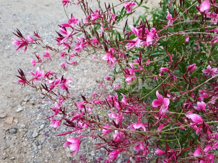 식물,flower,꽃,꽃잎,길꽃,plant,blossom,petal,식물,자연,plants,nature,꽃,flower