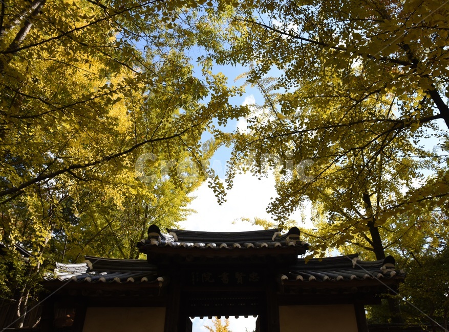 자연,가옥,풍경,노랑,하늘,나무,전통,낙엽,가을,계절,fall,autumn,season,한국전통,한국문화,korean traditional,korean culture,건축물,건물외관,exterior,building,structure,architecture,construction,건물,temple,신전