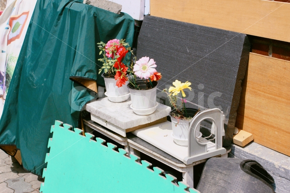 꽃,flowers,화분,감성,풍경,자연,landscape,nature,식물,자연,plants,nature,꽃,flower