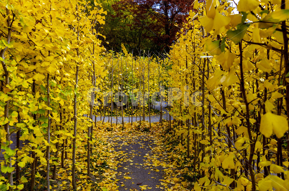 가을,은행나무,단풍,식물,잎,감성,낙엽,자연,풍경,나무,가을,계절,fall,autumn,season,nature,outdoors,옥외,land,땅,plant,tree