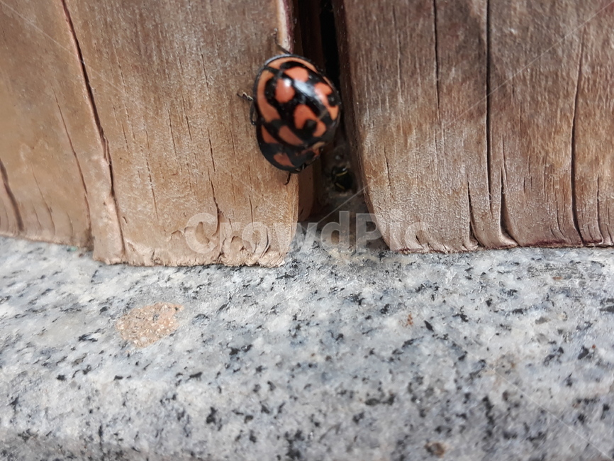 무당벌레,벌레,남생이무당벌레,자연곤충,곤충,동물,animal,곤충,벌레,insect,bug