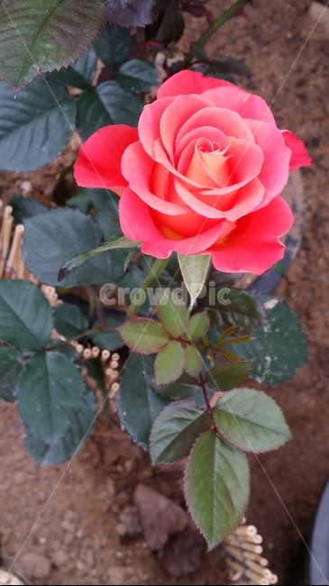 꽃,식물,봄,자연,빨강,flower