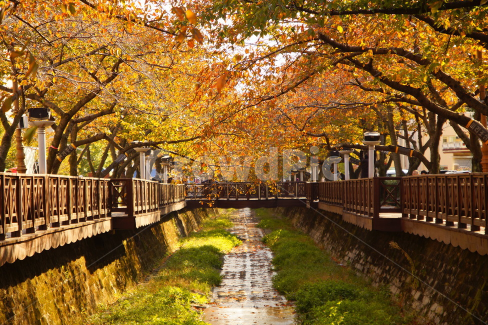 단풍,풍경,가을,식물,나무,진해,창원,경상남도,여좌천,가을,계절,fall,autumn,season