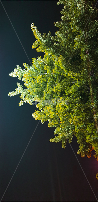 나무,밤하늘,밤,자연,식물,tree,wood
