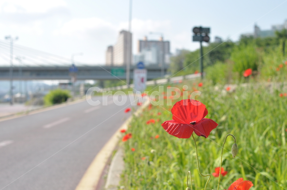 빨강,레드,꽃,봄,풍경,봄,계절,spring,season,식물,자연,plants,nature,꽃,flower,plant