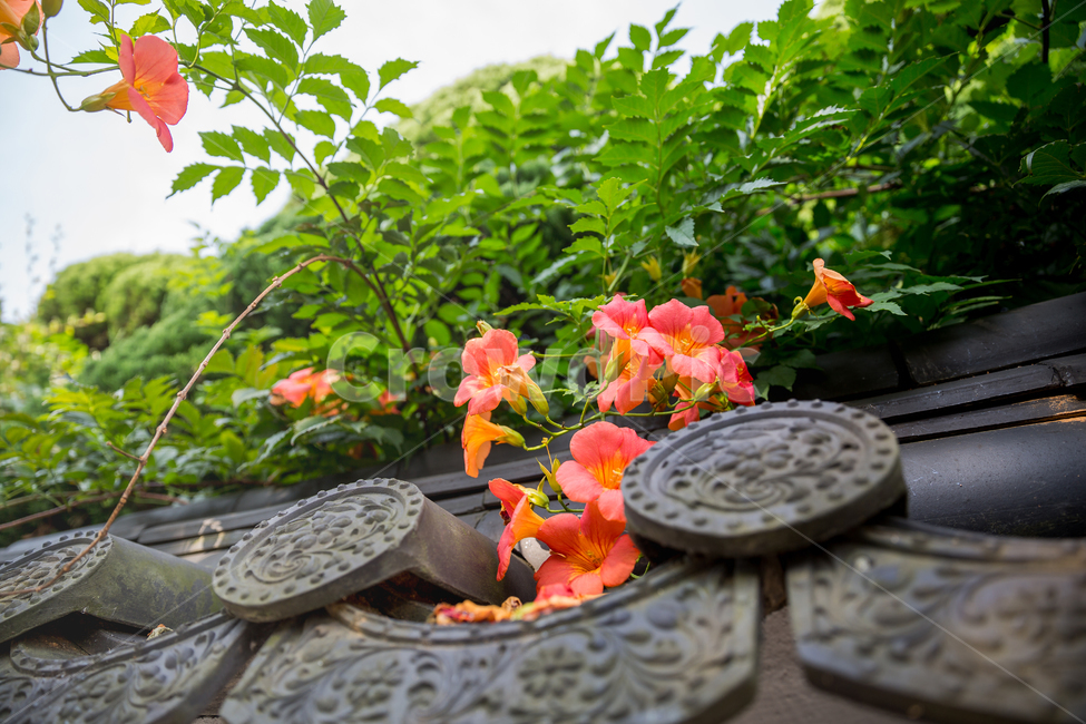 능소화,기와,한옥,한옥마을,꽃,양반꽃,식물,자연,plants,nature,꽃,flower