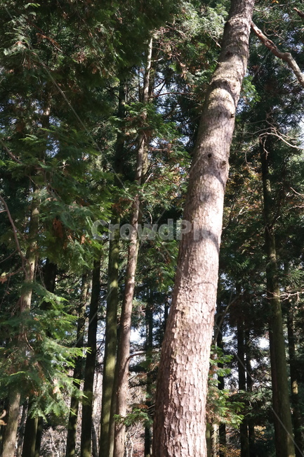 숲,나무,풀,햇빛,자연,나무들,숲길,산,그린,초록색,날씨,빛,식물,자연,plants,nature,나무,trees,wood