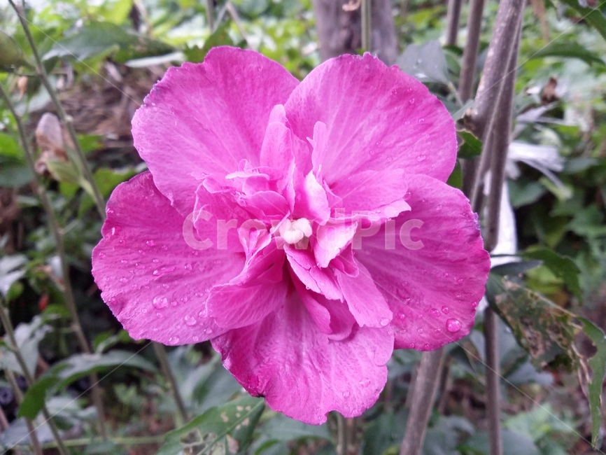 꽃,plant,식물,flower,자연,식물,자연,plants,nature,꽃,flower