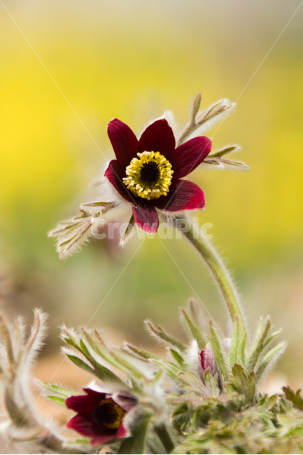 봄,꽃,할미꽃,자연,붉은색,봄,계절,spring,season,식물,자연,plants,nature,꽃,flower,plant