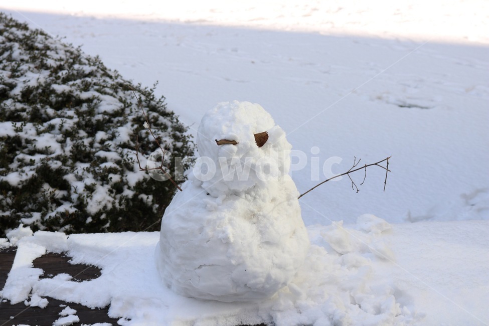 눈사람,눈,자연,만들기,식물,나무,흰색,빛,초록,snowman,yukidaruma,snow,yuki,nature,make,tsukuru,plants,shokubutsu,tree,ki,white,shiro,light,hikari,green,midori,나뭇가지,겨울,winter,huyu