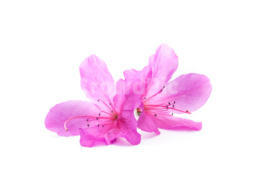 산철쭉,철쭉,누끼,배경,봄,꽃,생화,식물,조경,핑크,분홍,spring,season,flowe,자연,향기,아름다운,화사한,봄꽃,꽃잎,스튜디오,봄,계절,spring,season,식물,자연,plants,nature,꽃,flower,누끼,remove background,geranium,제라늄,plant,blossom
