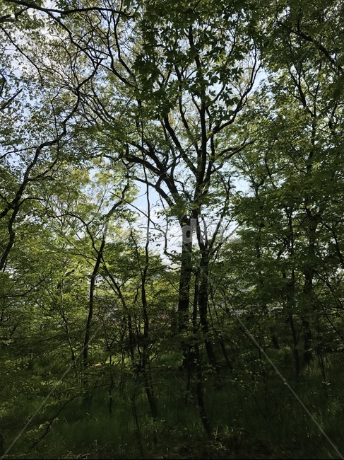나무,tree,숲,자연,하늘,식물,자연,plants,nature,나무,trees,wood