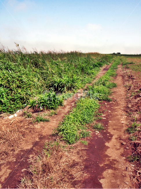 알뜨르비행장,올레10코스,올레,서귀포시,제주,올레길,자연,풍경,nature,landscape,soil,흙,ground,바닥