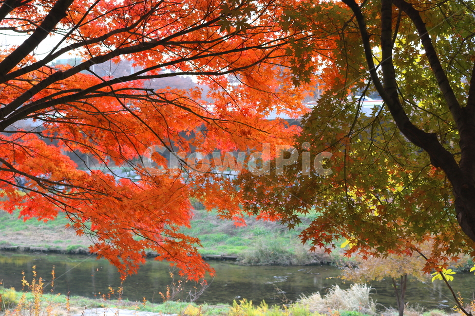 나무,단풍,단풍나무,식물,가을,자연,가을,계절,fall,autumn,season,식물,자연,plants,nature,나무,trees,wood,tree,plant,leaf,잎,maple