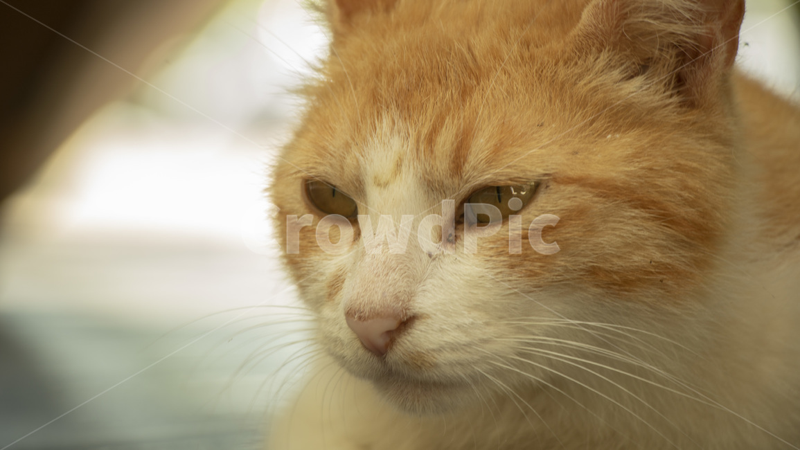 고양이,길고양이,동물,자연,귀여움,동물,animal,포유류,mammal,고양이,cat,kitten,kitty