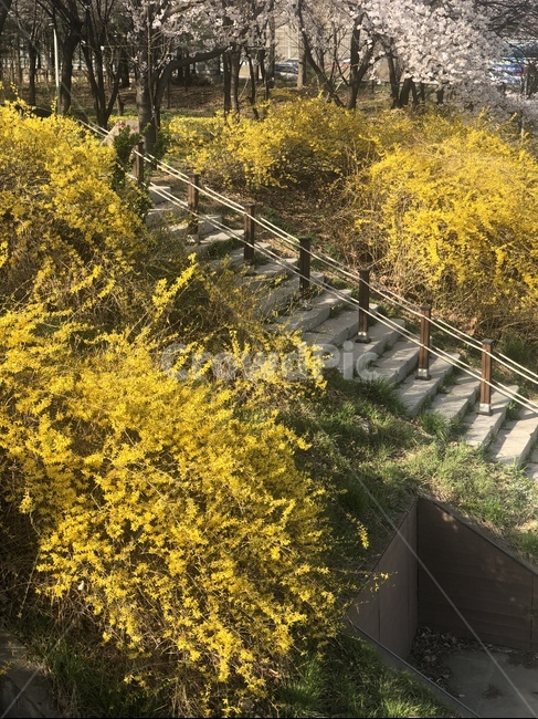 꽃,나무,개나리,하늘,봄,봄,계절,spring,season,식물,자연,plants,nature,꽃,flower,handrail,난간,banister