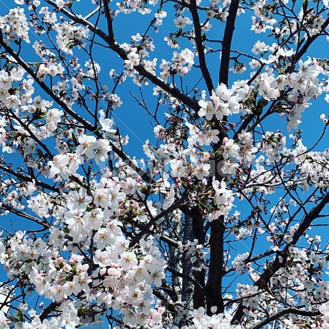 벚꽃나무,봄,계절,하늘,꽃,cherrytree,spring,sky,flower