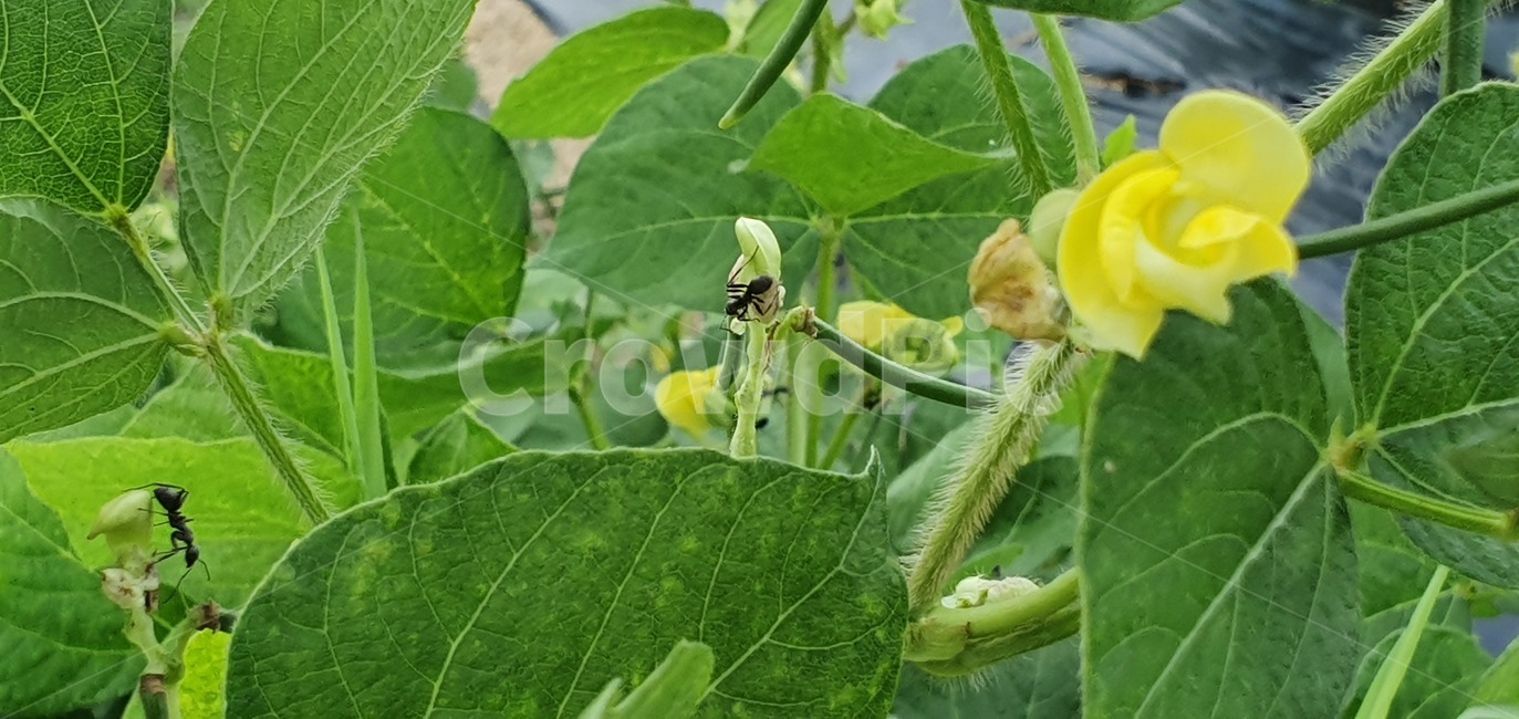 꽃,팥,식물,텃밭,곡식,꼬투리,식물,자연,plants,nature