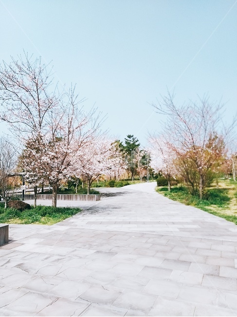 초상권없음,벚꽃,봄,거리,나무,들판,집,힐링,햇빛,신비,자연,아름다움,구름,태양,산,여가,생활,화창,봄,계절,spring,season,자연,풍경,nature,landscape,plant,식물,flagstone,판석